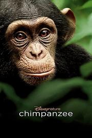 黑猩猩 (2012) 下载