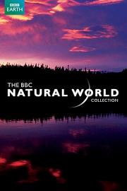BBC 自然世界 2010 神秘的豹 迅雷下载