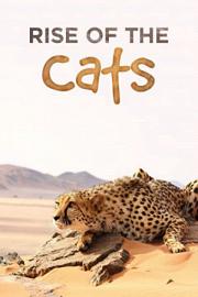 猫科动物：奇妙的动物家族 迅雷下载